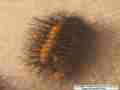 Chalcedon Checkerspot (Euphydryas chalcedona) hibernating 2nd / 3rd instar larvae